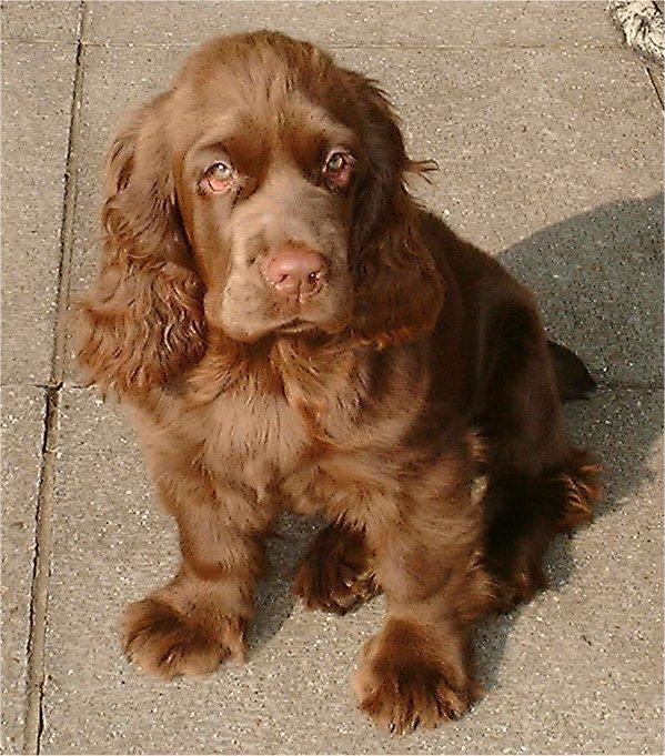 https://images.dog.ceo/breeds/spaniel-sussex/n02102480_366.jpg