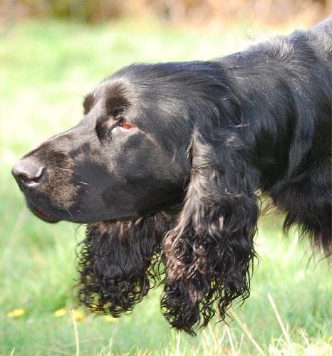 https://images.dog.ceo/breeds/spaniel-sussex/n02102480_3685.jpg