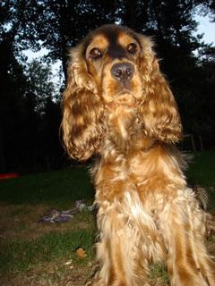 https://images.dog.ceo/breeds/spaniel-sussex/n02102480_3717.jpg