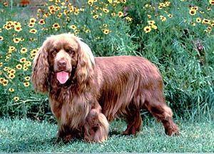 https://images.dog.ceo/breeds/spaniel-sussex/n02102480_3762.jpg