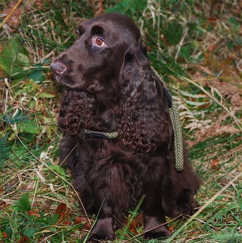 https://images.dog.ceo/breeds/spaniel-sussex/n02102480_3771.jpg