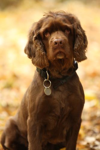 https://images.dog.ceo/breeds/spaniel-sussex/n02102480_41.jpg