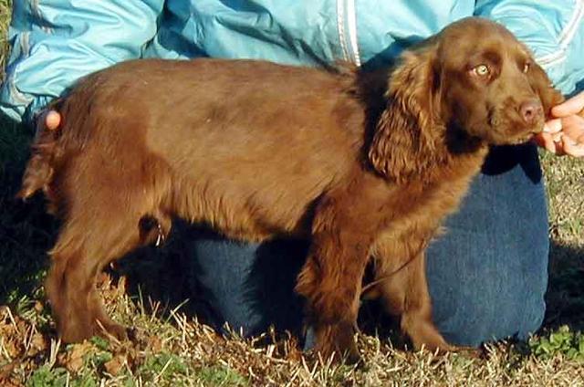 https://images.dog.ceo/breeds/spaniel-sussex/n02102480_4132.jpg