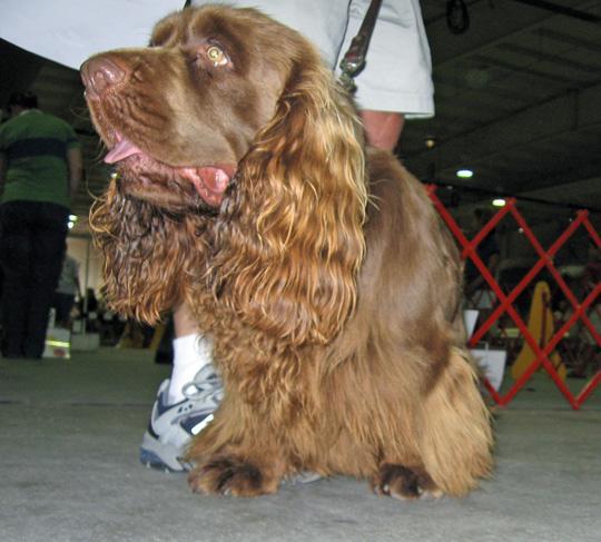 https://images.dog.ceo/breeds/spaniel-sussex/n02102480_4134.jpg