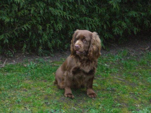 https://images.dog.ceo/breeds/spaniel-sussex/n02102480_4217.jpg