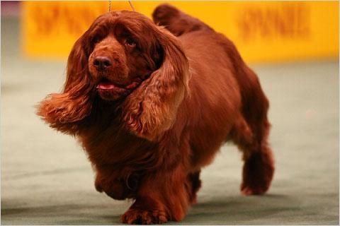 https://images.dog.ceo/breeds/spaniel-sussex/n02102480_4373.jpg