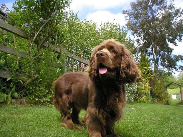 https://images.dog.ceo/breeds/spaniel-sussex/n02102480_4564.jpg