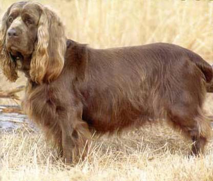 https://images.dog.ceo/breeds/spaniel-sussex/n02102480_4923.jpg