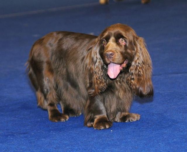 https://images.dog.ceo/breeds/spaniel-sussex/n02102480_4937.jpg