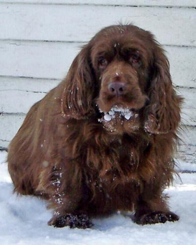 https://images.dog.ceo/breeds/spaniel-sussex/n02102480_5234.jpg