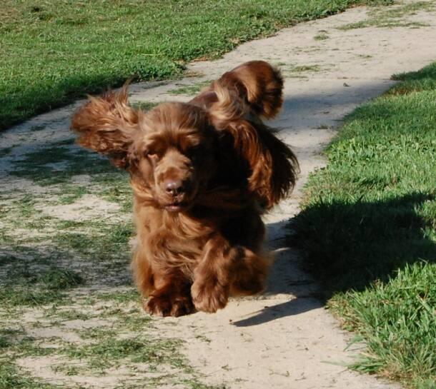 https://images.dog.ceo/breeds/spaniel-sussex/n02102480_5430.jpg