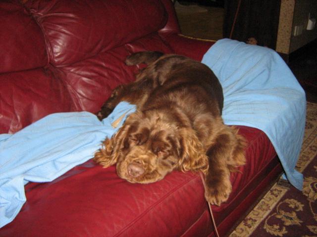 https://images.dog.ceo/breeds/spaniel-sussex/n02102480_5442.jpg