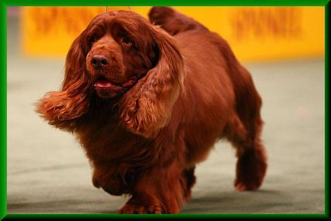 https://images.dog.ceo/breeds/spaniel-sussex/n02102480_5651.jpg