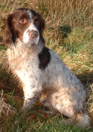 https://images.dog.ceo/breeds/spaniel-sussex/n02102480_576.jpg