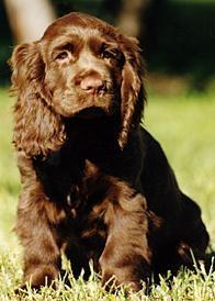 https://images.dog.ceo/breeds/spaniel-sussex/n02102480_582.jpg