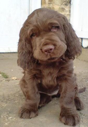 https://images.dog.ceo/breeds/spaniel-sussex/n02102480_5873.jpg