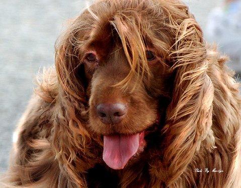 https://images.dog.ceo/breeds/spaniel-sussex/n02102480_6047.jpg