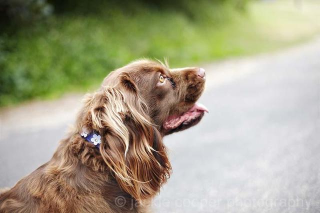 https://images.dog.ceo/breeds/spaniel-sussex/n02102480_6105.jpg