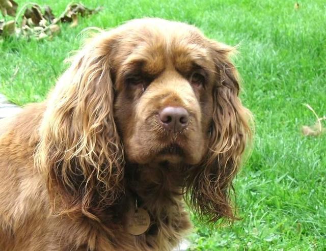 https://images.dog.ceo/breeds/spaniel-sussex/n02102480_6179.jpg