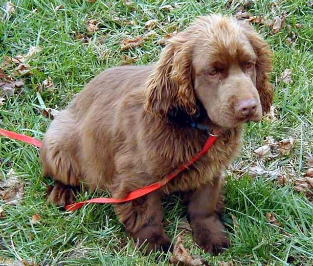 https://images.dog.ceo/breeds/spaniel-sussex/n02102480_6229.jpg