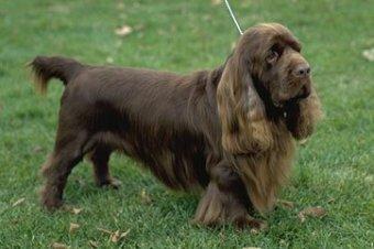 https://images.dog.ceo/breeds/spaniel-sussex/n02102480_633.jpg