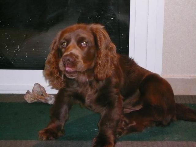 https://images.dog.ceo/breeds/spaniel-sussex/n02102480_6514.jpg