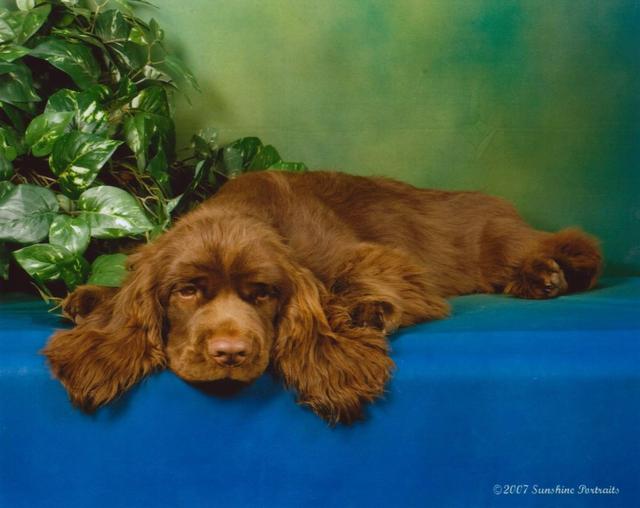 https://images.dog.ceo/breeds/spaniel-sussex/n02102480_7189.jpg