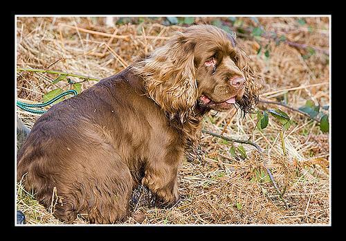 https://images.dog.ceo/breeds/spaniel-sussex/n02102480_7313.jpg