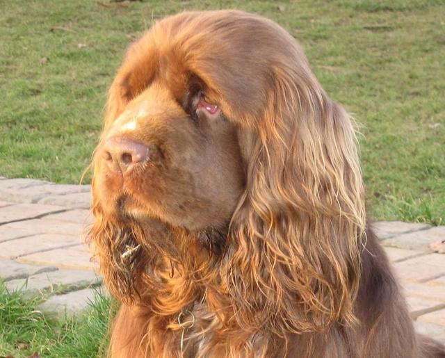 https://images.dog.ceo/breeds/spaniel-sussex/n02102480_7371.jpg