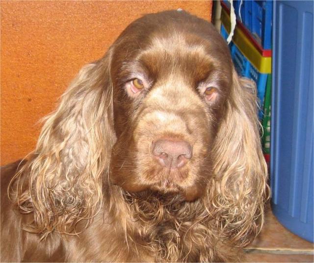 https://images.dog.ceo/breeds/spaniel-sussex/n02102480_7417.jpg