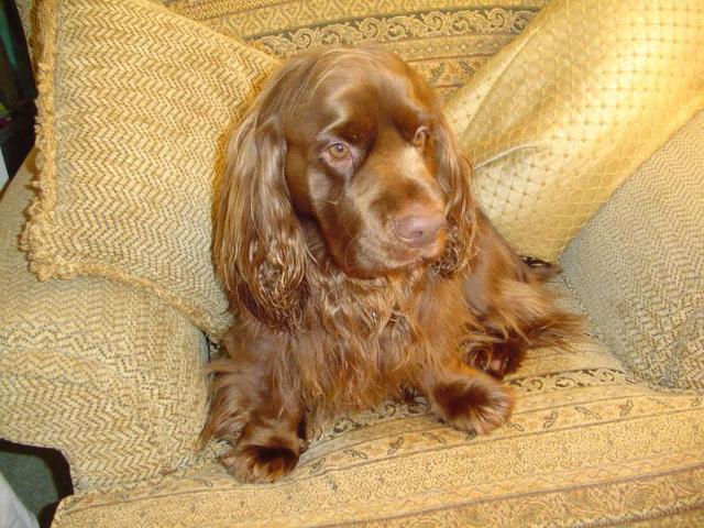 https://images.dog.ceo/breeds/spaniel-sussex/n02102480_7472.jpg