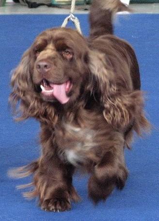 https://images.dog.ceo/breeds/spaniel-sussex/n02102480_7591.jpg