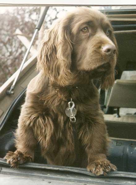 https://images.dog.ceo/breeds/spaniel-sussex/n02102480_7676.jpg