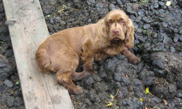 https://images.dog.ceo/breeds/spaniel-sussex/n02102480_7831.jpg