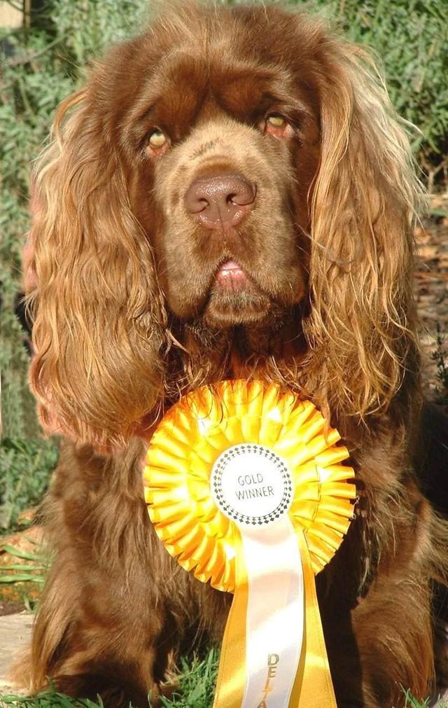 https://images.dog.ceo/breeds/spaniel-sussex/n02102480_8002.jpg