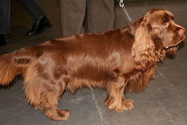 https://images.dog.ceo/breeds/spaniel-sussex/n02102480_8030.jpg