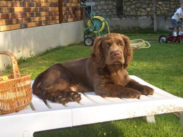 https://images.dog.ceo/breeds/spaniel-sussex/n02102480_8081.jpg