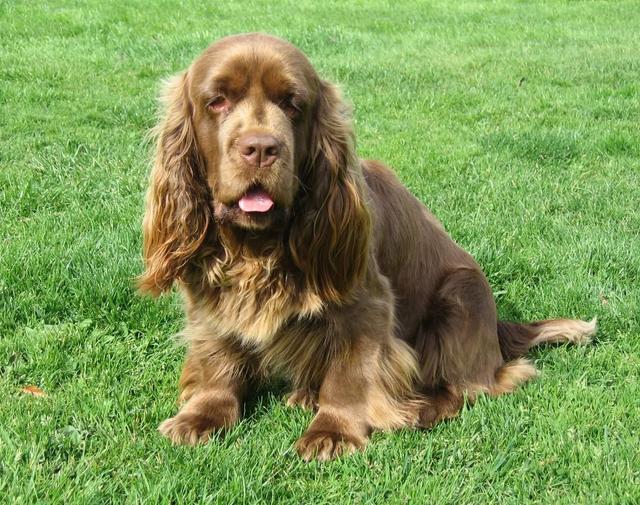 https://images.dog.ceo/breeds/spaniel-sussex/n02102480_8117.jpg