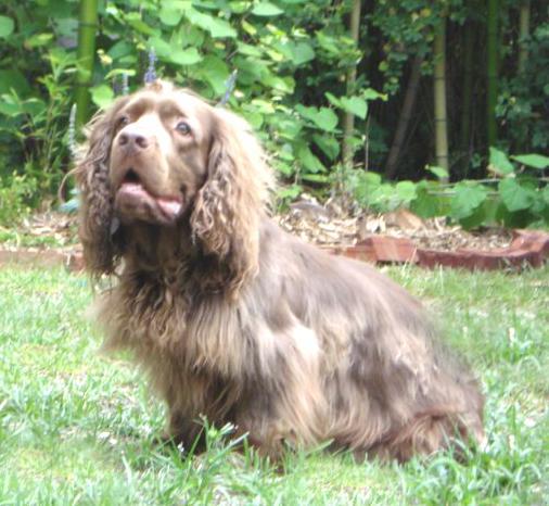 https://images.dog.ceo/breeds/spaniel-sussex/n02102480_8269.jpg