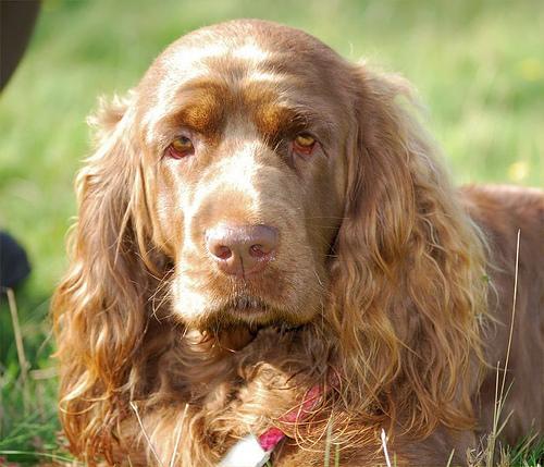 https://images.dog.ceo/breeds/spaniel-sussex/n02102480_842.jpg