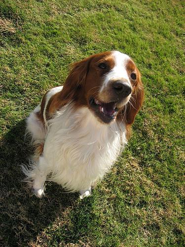 https://images.dog.ceo/breeds/spaniel-welsh/n02102177_1022.jpg