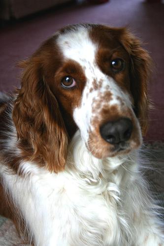 https://images.dog.ceo/breeds/spaniel-welsh/n02102177_1039.jpg