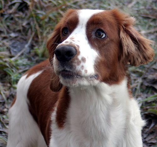 https://images.dog.ceo/breeds/spaniel-welsh/n02102177_108.jpg