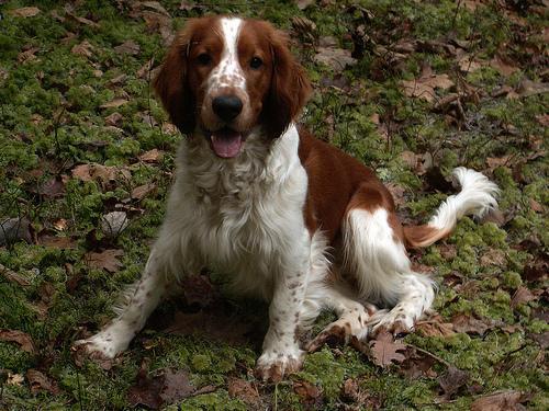 https://images.dog.ceo/breeds/spaniel-welsh/n02102177_1160.jpg