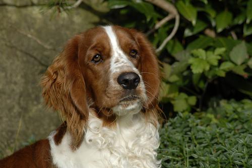 https://images.dog.ceo/breeds/spaniel-welsh/n02102177_1210.jpg