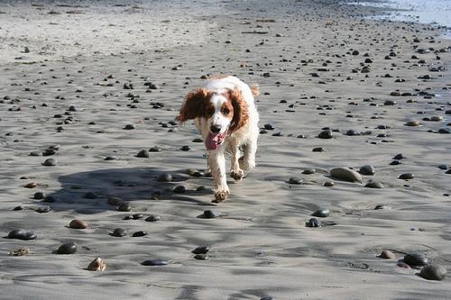 https://images.dog.ceo/breeds/spaniel-welsh/n02102177_1472.jpg