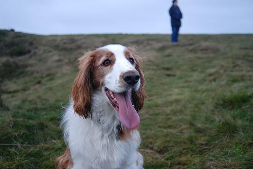 https://images.dog.ceo/breeds/spaniel-welsh/n02102177_1476.jpg