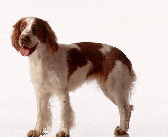 https://images.dog.ceo/breeds/spaniel-welsh/n02102177_1520.jpg