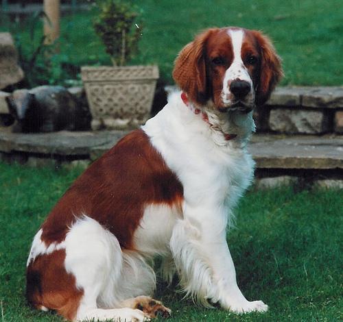 https://images.dog.ceo/breeds/spaniel-welsh/n02102177_1567.jpg