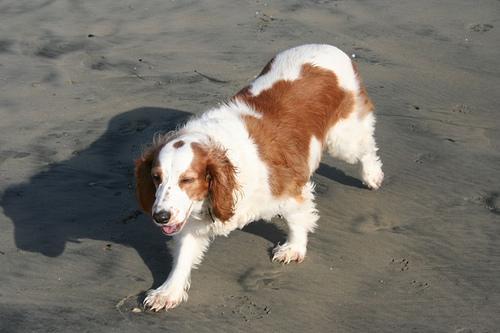 https://images.dog.ceo/breeds/spaniel-welsh/n02102177_1643.jpg